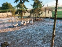 Blaue Fränkische Landgänse 1 Ganter Sachsen-Anhalt - Bernburg (Saale) Vorschau