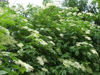 Schwarzer Holunder Sambucus nigra Holler Holder Holderbusch reser Baden-Württemberg - Frickingen Vorschau