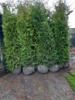 Thuja Brabant, 100-225cm, Rabatte, Anlieferung, Einpflanzberatung Kreis Pinneberg - Wedel Vorschau