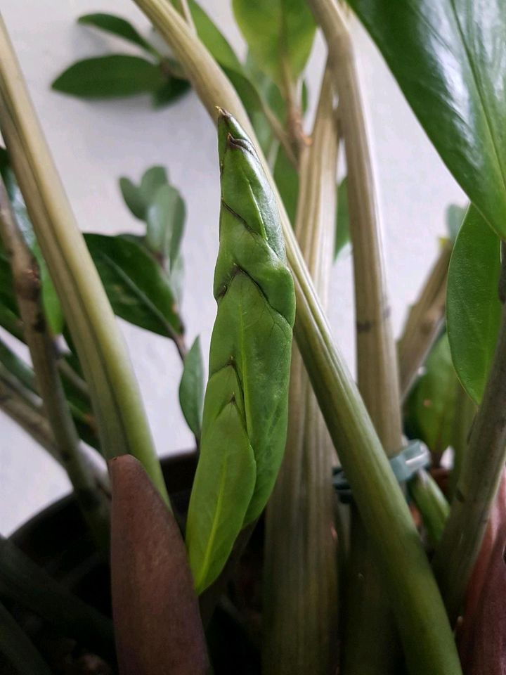 Zamioculcas Glücksfeder in Stadtlohn