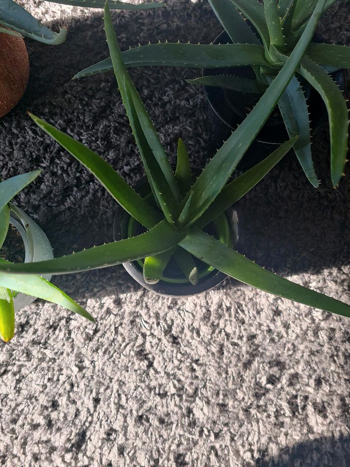 Aloe Pflanzen Bioqualität in Kiel