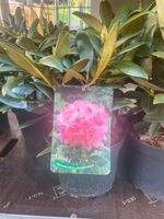 Verschiedene Rhododendron Bremen - Hemelingen Vorschau