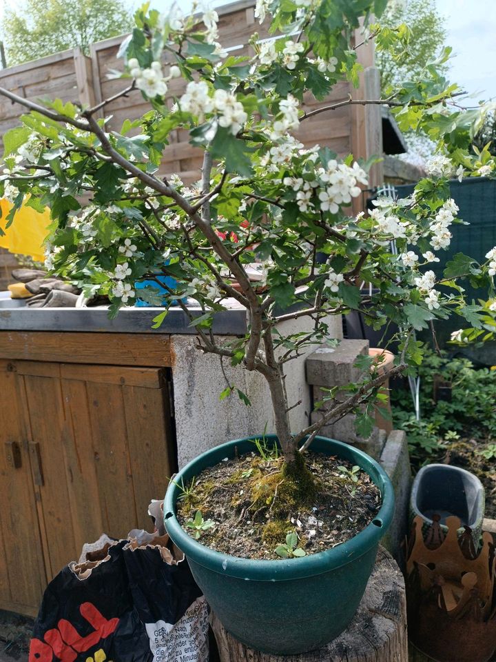 Prebonsai.. Weißdorn in Essen