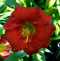 Hemerocallis Taglilie " Hola Chica " Wölker 2016 tolles Rot EF Köln - Merkenich Vorschau