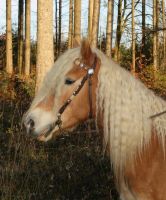 Pflegebeteiligung an Haflinger zu vergeben Bayern - Waltenhofen Vorschau