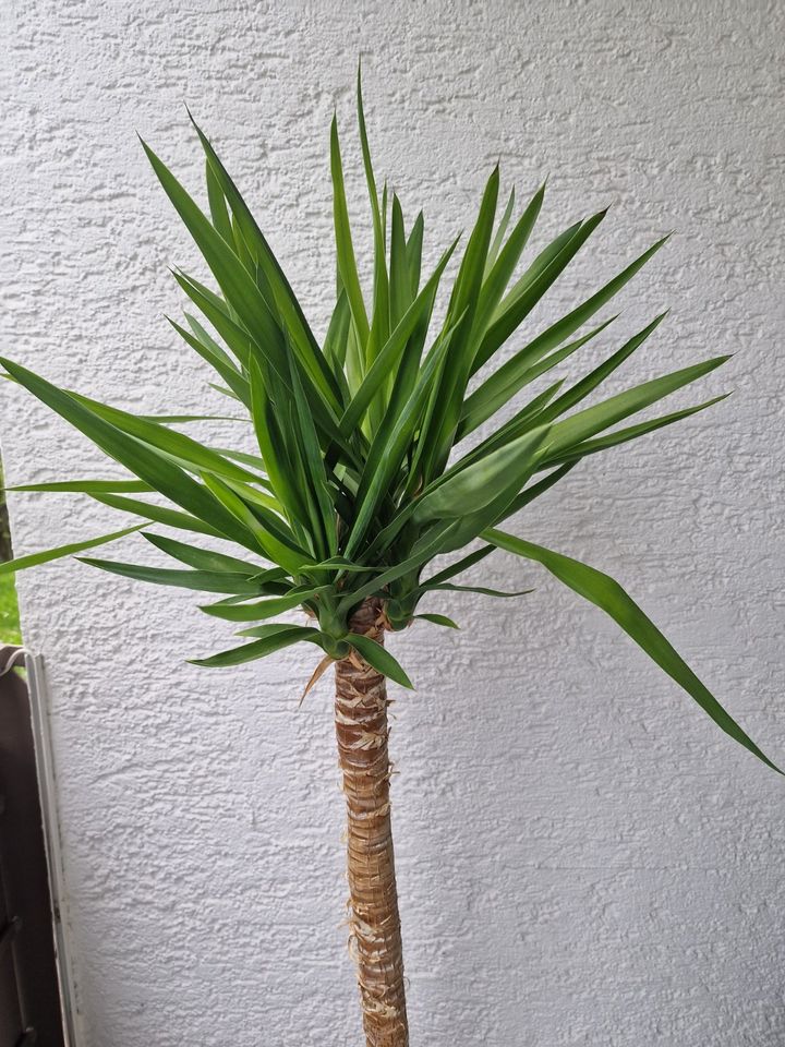 Schöne Yucca in Stuttgart