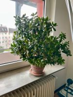 Schöner Ficus Zimmer Pflanze Wohnzimmer Deko, Drachenbaum West - Griesheim Vorschau