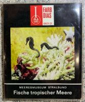 DDR Imago Farbdias Meeresmuseum Stralsund Fische tropischer Meere Brandenburg - Senftenberg Vorschau