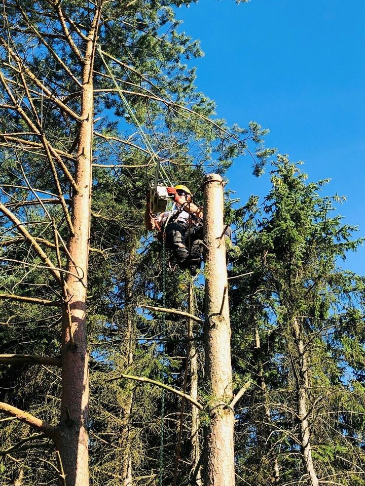 Baumpflege / Baumfällung / Sturmschäden /Baumbewässerung in Schneverdingen