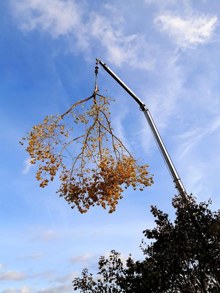 Baumfällung, Problembaumfällung, Sturmschaden, Baum fällen in Marsberg