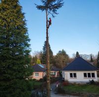 Baumarbeiten, Holzfällung Nordrhein-Westfalen - Odenthal Vorschau
