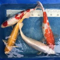 Koi Platinum, Yamabuki, Kohaku, Hariwake, 35-40 cm Nordrhein-Westfalen - Wachtendonk Vorschau