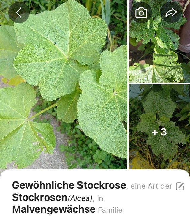 Stockrosen aus Warnemünde Pflanzen oder Samen in Rostock