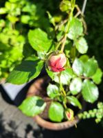 Rose Blume Rose Nordrhein-Westfalen - Attendorn Vorschau