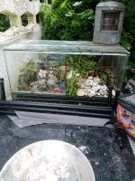 Terrarium abzugeben Essen - Essen-Kray Vorschau