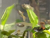 Endler Guppy El Tigre Nordrhein-Westfalen - Gummersbach Vorschau