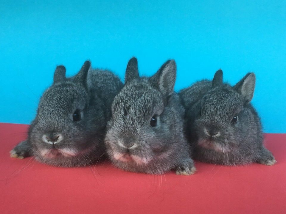 echte Mini - Zwergkaninchen abzugeben (Farbenzwerge) in Zweibrücken