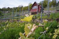 Weinberg Unterjesingen Baden-Württemberg - Nehren Vorschau