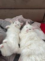 2 Katzen im Doppelpack zu vergeben 700€ Feldmoching-Hasenbergl - Feldmoching Vorschau