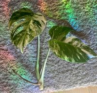 Monstera Deliciosa Variegata Steckling Bayern - Rosenheim Vorschau