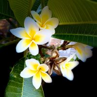 Frangipani Plumeria Tempelbaum Blüte Porzellan gelb/weiss Niedersachsen - Lüneburg Vorschau