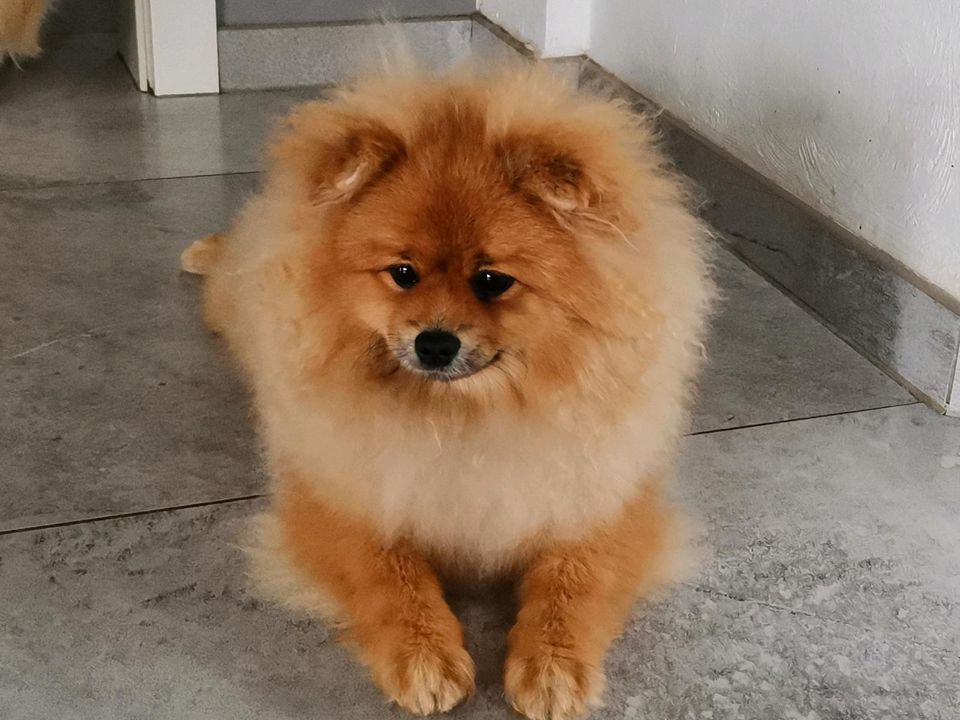 Wunderschöne Pomeranian Zwergspitze mit Stammbaum. in Berge