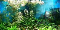 Aquarium Wasserpflanzen: Hornkraut, Wasserfreund, Wasserkelche Bayern - Hof (Saale) Vorschau