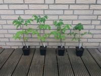 BIO Tomaten Jungpflanzen (samenfest)  - Flonda + Black Zebra Nordrhein-Westfalen - Willich Vorschau