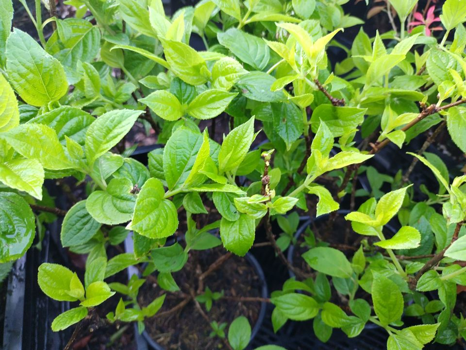 Rispen Hortensie Lime Light / Hydrangea paniculata Lime Light in Bocholt