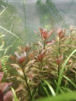 Ludwigia Repens Aquarium Pflanze Nordrhein-Westfalen - Ibbenbüren Vorschau