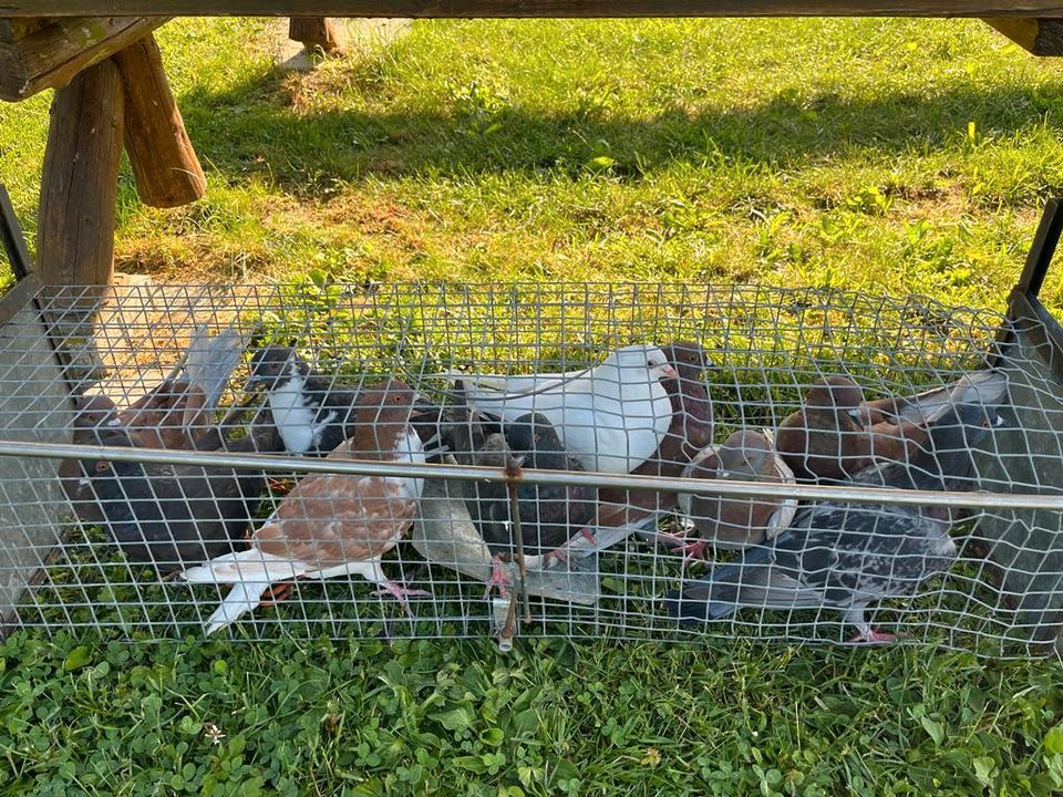 Verschieden farbige Tauben in Rosenthal am Rennsteig