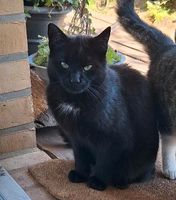 Schwarze Katze sucht Traumzuhause Nordfriesland - Drage Vorschau