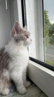 Britisch kurzhaar Katze Nordrhein-Westfalen - Gelsenkirchen Vorschau