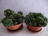 Ableger Königin der Nacht Bauernkaktus Echinopsis 0,80€/Stück Nordrhein-Westfalen - Brilon Vorschau