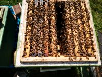 Carnica Bienenvolk Niedersachsen - Schwaförden Vorschau