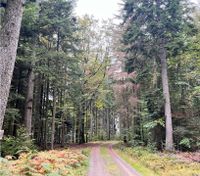 Waldgrundstück gesucht Bayern - Söchtenau Vorschau