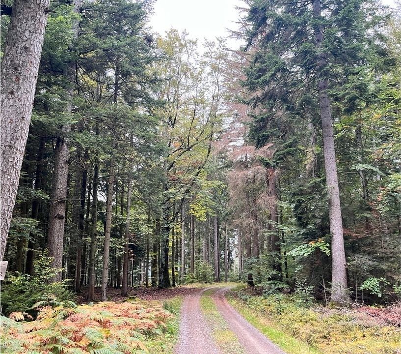 Waldgrundstück gesucht in Söchtenau