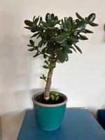 Pfennigbaum Solitärpflanze Bonsai Hamburg-Nord - Hamburg Eppendorf Vorschau