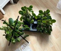 Pilea „White Splash“ und „Mojito abzugeben Dresden - Äußere Neustadt Vorschau