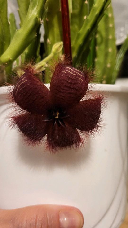 Aasblume Stapelia Gettliffei Mutterpflanze / Ableger Sukkulent in Großbottwar