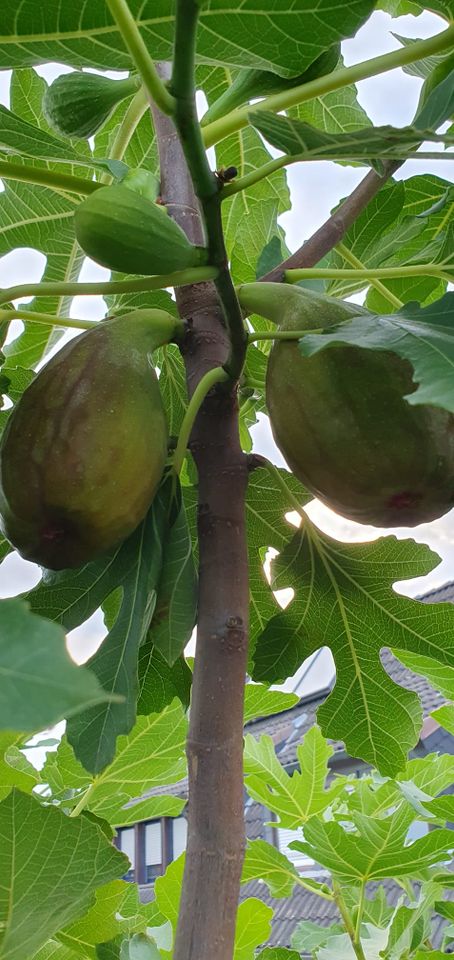 Feigenbaum Ficus Carica Loungue d'Aoút in Dormagen