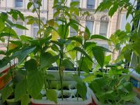 Paprika und Tomatenpflanzen Elberfeld - Elberfeld-West Vorschau