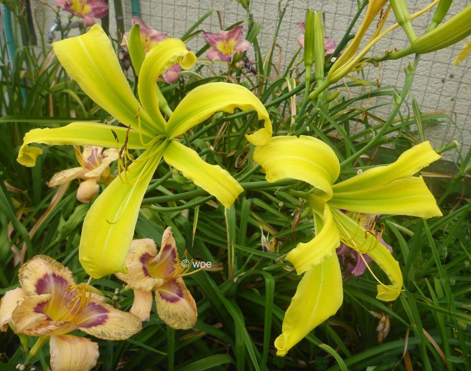 Hemerocallis Taglilie " Green Arrow " (Gossard 2008 ) Spider EF in Köln