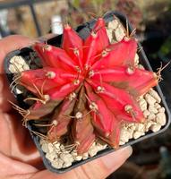 Gymnocalycium mihanovichii variegata Hessen - Ebsdorfergrund Vorschau