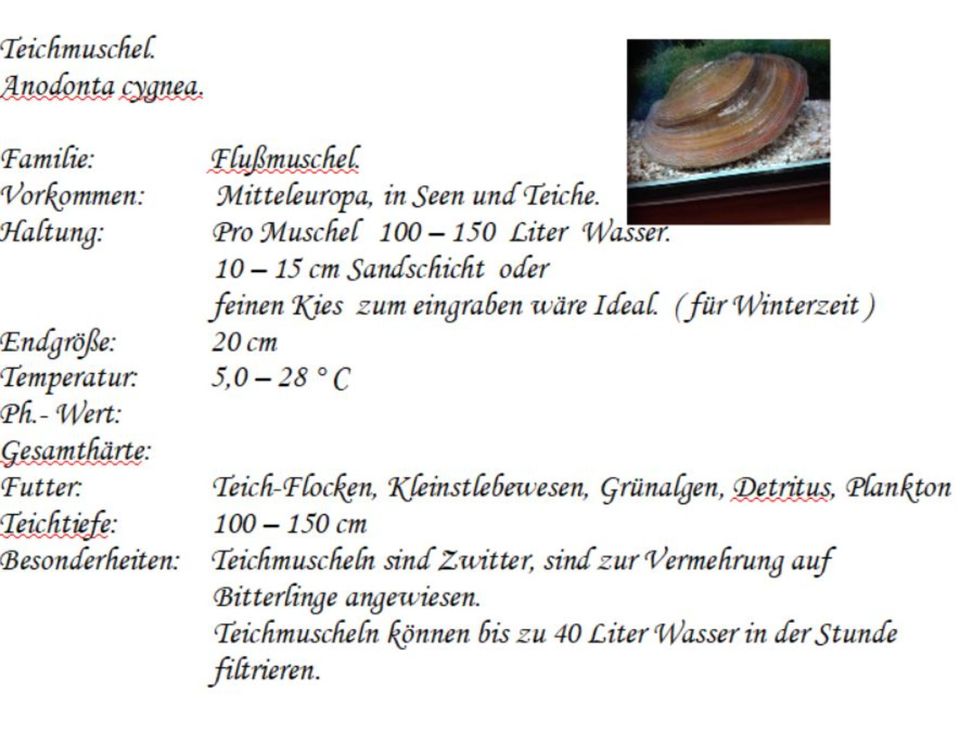 Teichmuscheln, gut bei Grünalgen im Teich in Hohenroth bei Bad Neustadt a d Saale