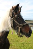 Pony Stute Beisteller sucht Endeplatz und/oder Paten Brandenburg - Templin Vorschau