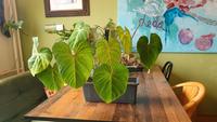 Philodendron Gloriosum Dresden - Innere Altstadt Vorschau