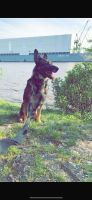 Deutscher Schäferhund sucht ein neues zuhause Häfen - Bremerhaven Vorschau