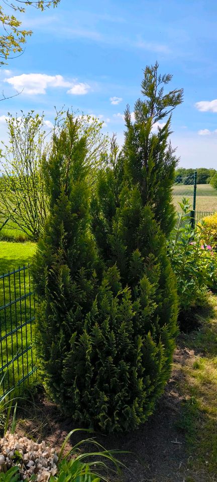 Thuja ein Baum grün ca  2 m hoch in Wuppertal