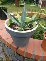 Agave Ableger Brandenburg - Hosena Vorschau